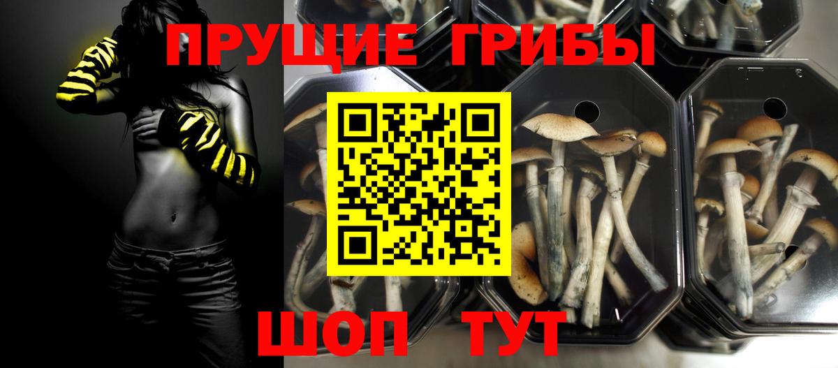 Псилоцибиновые грибы Cubensis Георгиевск
